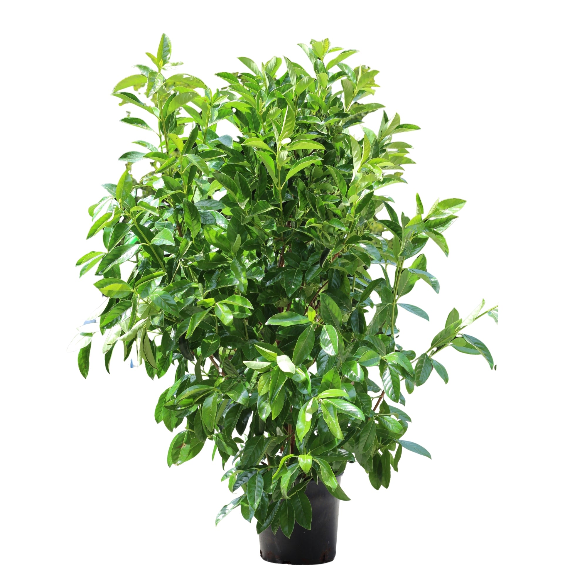 Viburnum lucidum com porte arbustivo